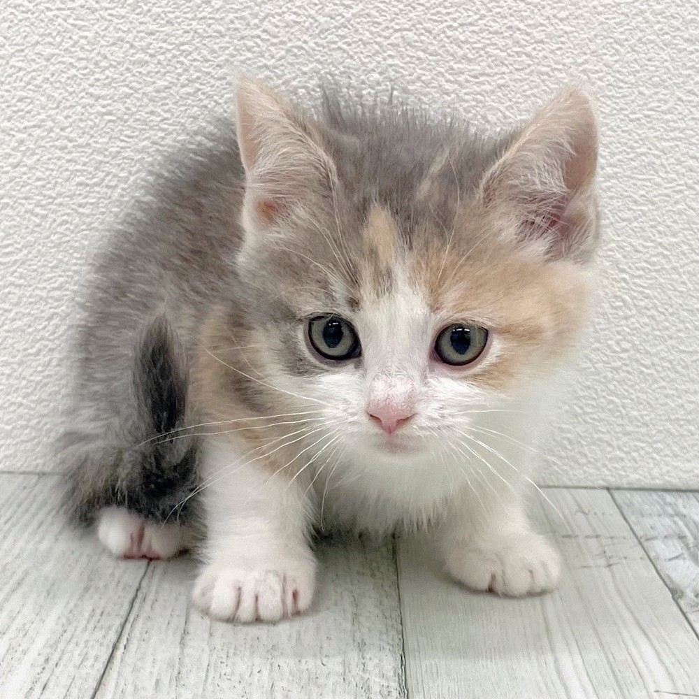 福岡県のスコティッシュフォールド (犬の家＆猫の里シュロアモール筑紫野店/2025年10月20日生まれ/女の子/ダイリュートキャリコ)の子猫の2枚目の画像