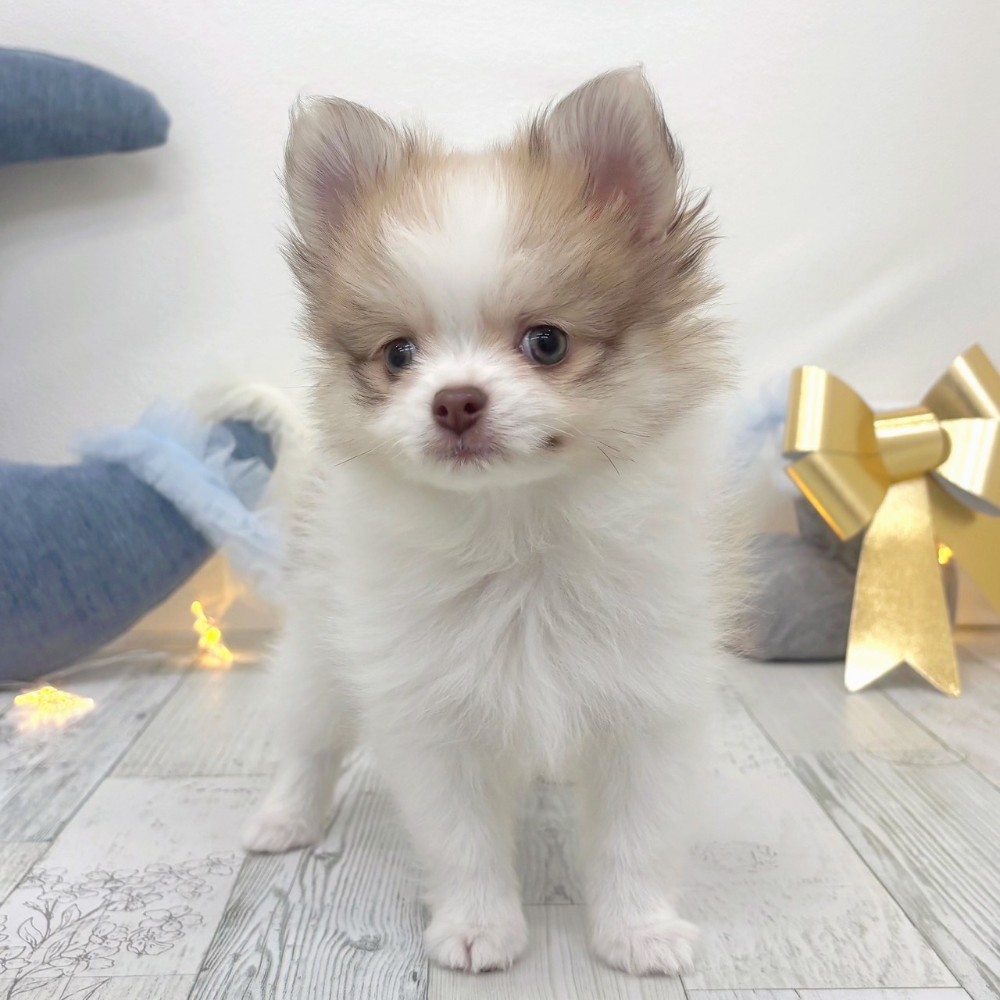 福岡県のポメチワ/チワポメ/ポメチー(ポメラニアン×チワワ) (犬の家＆猫の里シュロアモール筑紫野店/2025年10月13日生まれ/男の子/パーティーカラー)の子犬の2枚目の画像