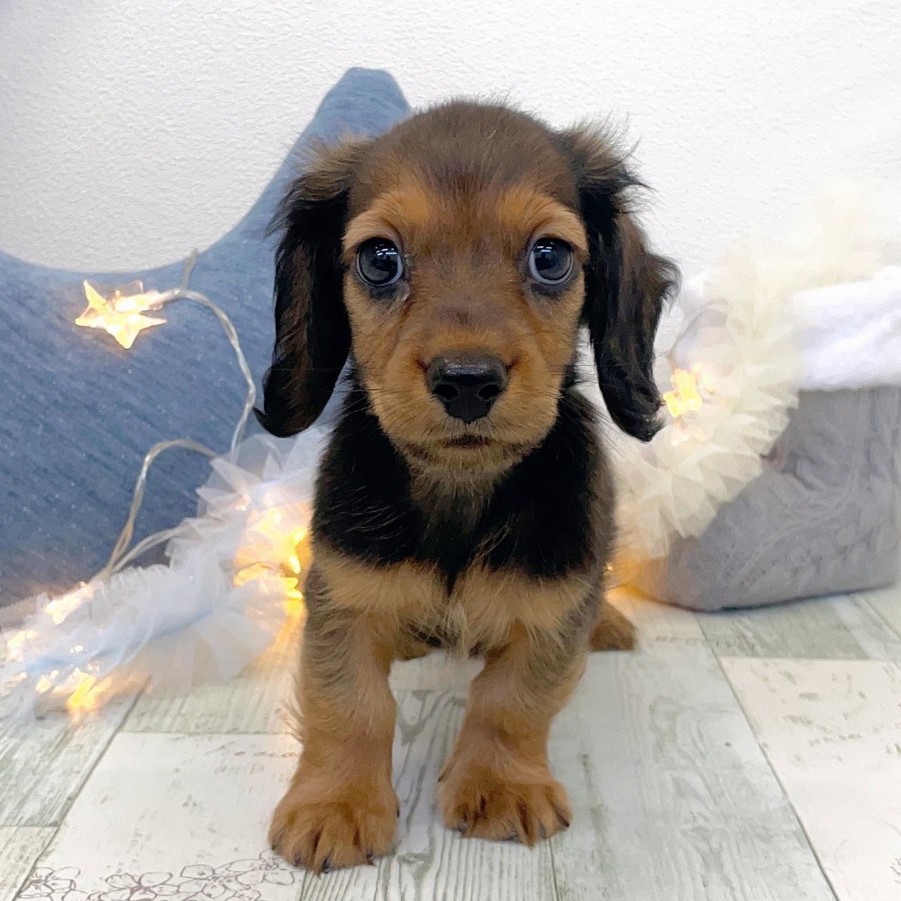 福岡県のミニチュアダックスフンド(ロング) (犬の家＆猫の里シュロアモール筑紫野店/2025年10月30日生まれ/男の子/シェーデットレッド)の子犬の2枚目の画像