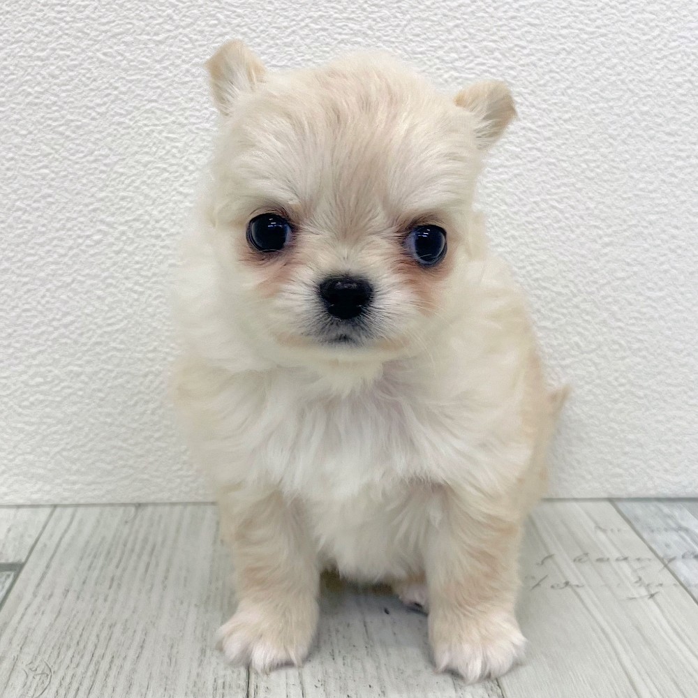 福岡県のチワワ(ロング) (犬の家＆猫の里シュロアモール筑紫野店/2025年12月8日生まれ/女の子/クリームホワイト)の子犬の2枚目の画像