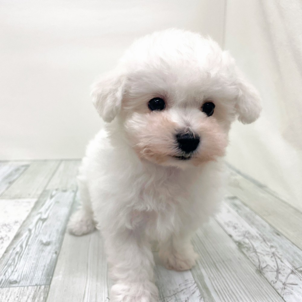 福岡県のビションフリーゼ (犬の家＆猫の里シュロアモール筑紫野店/2025年12月7日生まれ/男の子/ホワイト)の子犬の2枚目の画像