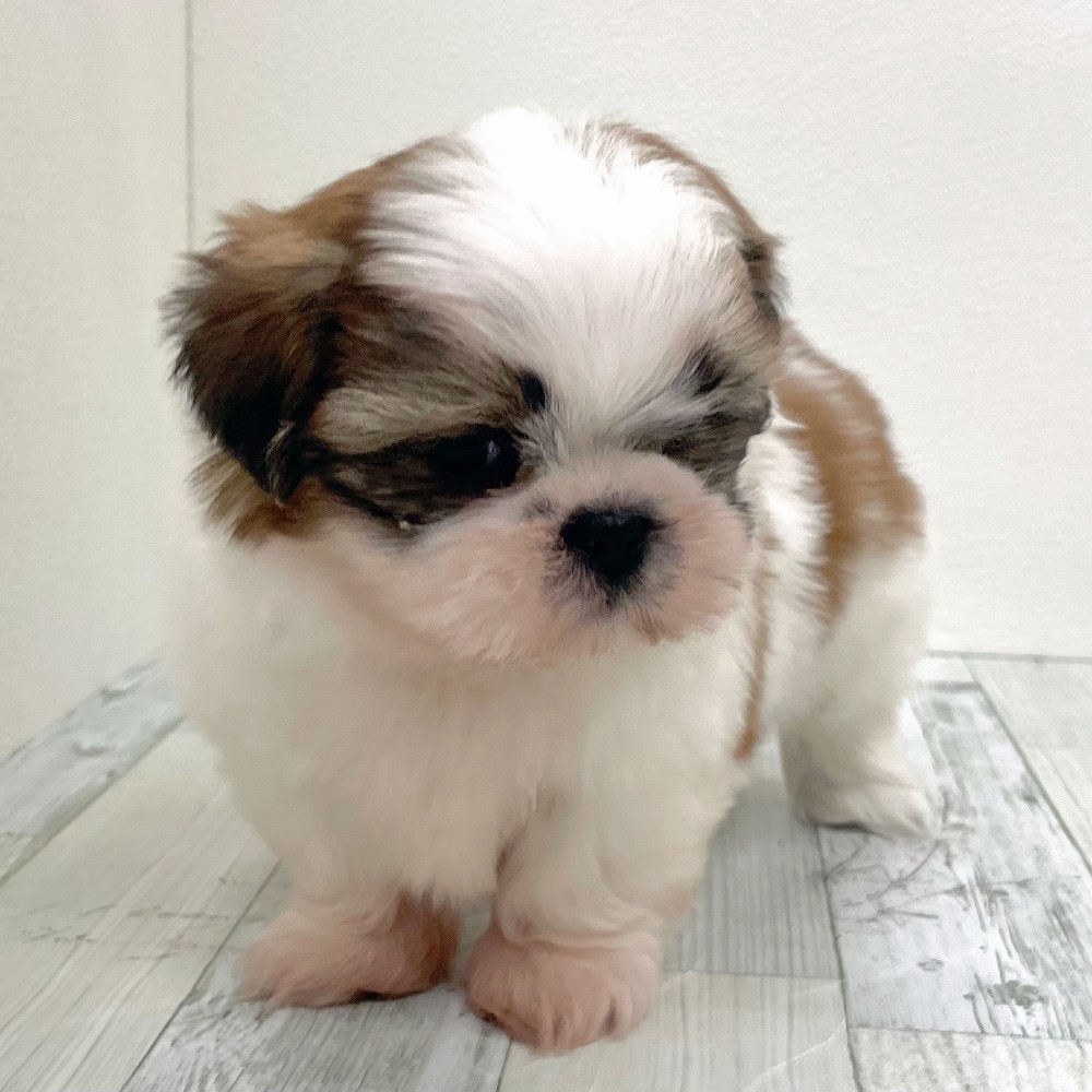 福岡県のプーズー/プーシーズ(プードル×シーズー) (犬の家＆猫の里シュロアモール筑紫野店/2025年12月4日生まれ/男の子/ホワイトゴールド)の子犬の2枚目の画像