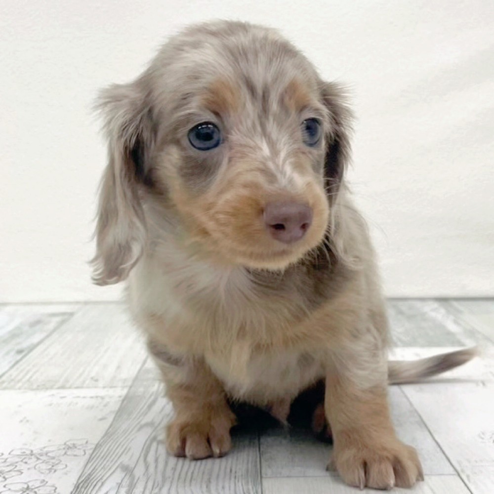 福岡県のカニンヘンダックスフンド(ロング) (犬の家＆猫の里シュロアモール筑紫野店/2025年12月13日生まれ/男の子/イザベラダップル)の子犬の2枚目の画像