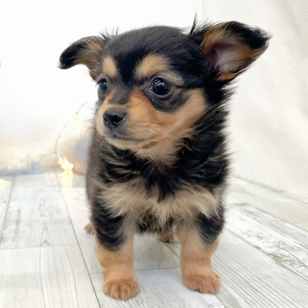 福岡県のチワックス(チワワ×ダックス) (犬の家＆猫の里シュロアモール筑紫野店/2025年12月12日生まれ/女の子/ブラックタン)の子犬の2枚目の画像