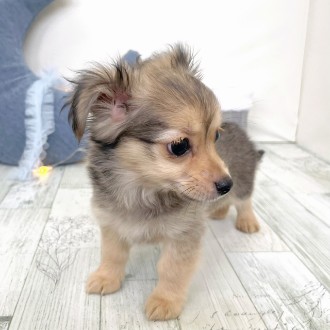 福岡県のチワックス(チワワ×ダックス) (犬の家＆猫の里シュロアモール筑紫野店/2025年11月10日生まれ/男の子/フォーン)の子犬の2枚目の画像