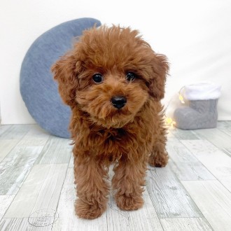 福岡県のトイプードル(トイ) (犬の家＆猫の里シュロアモール筑紫野店/2025年11月9日生まれ/男の子/レッド)の子犬の2枚目の画像