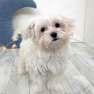 福岡県のチワマル/マルチワ(チワワ×マルチーズ) (犬の家＆猫の里シュロアモール筑紫野店/2025年11月11日生まれ/女の子/ホワイト)の子犬の2枚目の画像