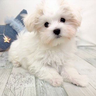 福岡県のマルチーズ (犬の家＆猫の里シュロアモール筑紫野店/2025年11月11日生まれ/男の子/ホワイト)の子犬の2枚目の画像