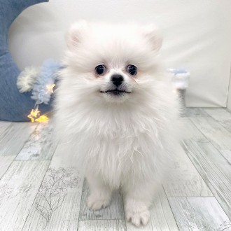 福岡県のポメラニアン (犬の家＆猫の里シュロアモール筑紫野店/2025年11月17日生まれ/男の子/ホワイト)の子犬の2枚目の画像