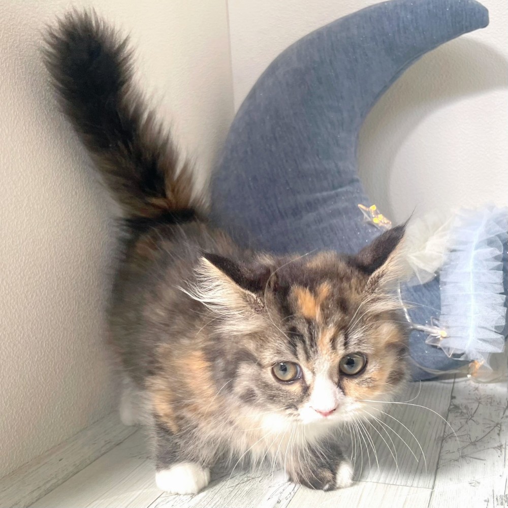 福岡県のミヌエット (犬の家＆猫の里シュロアモール筑紫野店/2025年11月17日生まれ/女の子/シルバーパッチドタビーホワイト)の子猫の2枚目の画像