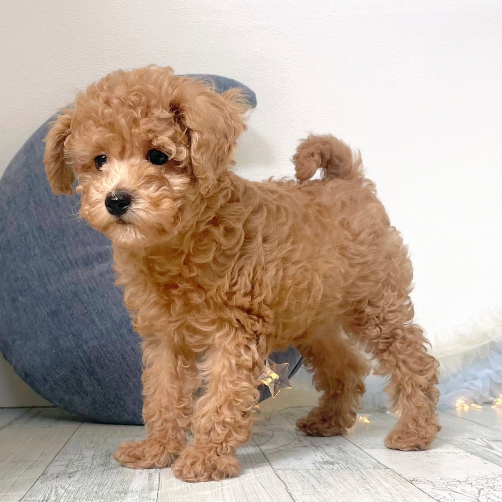 福岡県のトイプードル(トイ) (犬の家＆猫の里シュロアモール筑紫野店/2025年11月22日生まれ/女の子/アプリコット)の子犬の2枚目の画像