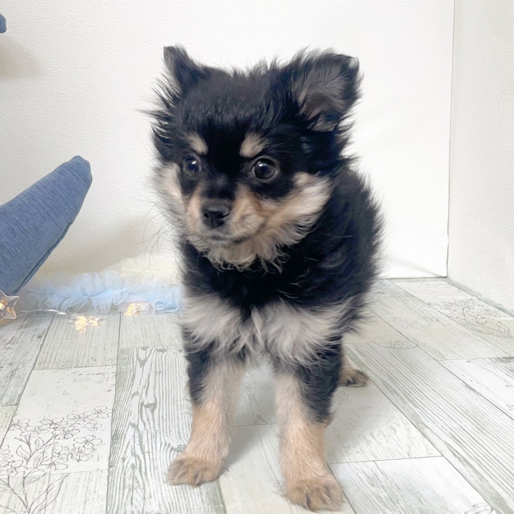 福岡県のポメチワ/チワポメ/ポメチー(ポメラニアン×チワワ) (犬の家＆猫の里シュロアモール筑紫野店/2025年11月24日生まれ/女の子/ブラックタン)の子犬の2枚目の画像