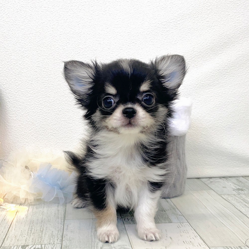 福岡県のチワワ(ロング) (犬の家＆猫の里シュロアモール筑紫野店/2025年12月2日生まれ/男の子/ブラックタンホワイト)の子犬の1枚目の画像