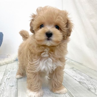 福岡県のマルプー(マルチーズ×プードル) (犬の家＆猫の里シュロアモール筑紫野店/2025年12月2日生まれ/男の子/クリーム)の子犬の2枚目の画像