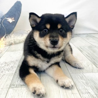 福岡県の豆柴 (犬の家＆猫の里シュロアモール筑紫野店/2025年12月1日生まれ/女の子/黒)の子犬の1枚目の画像