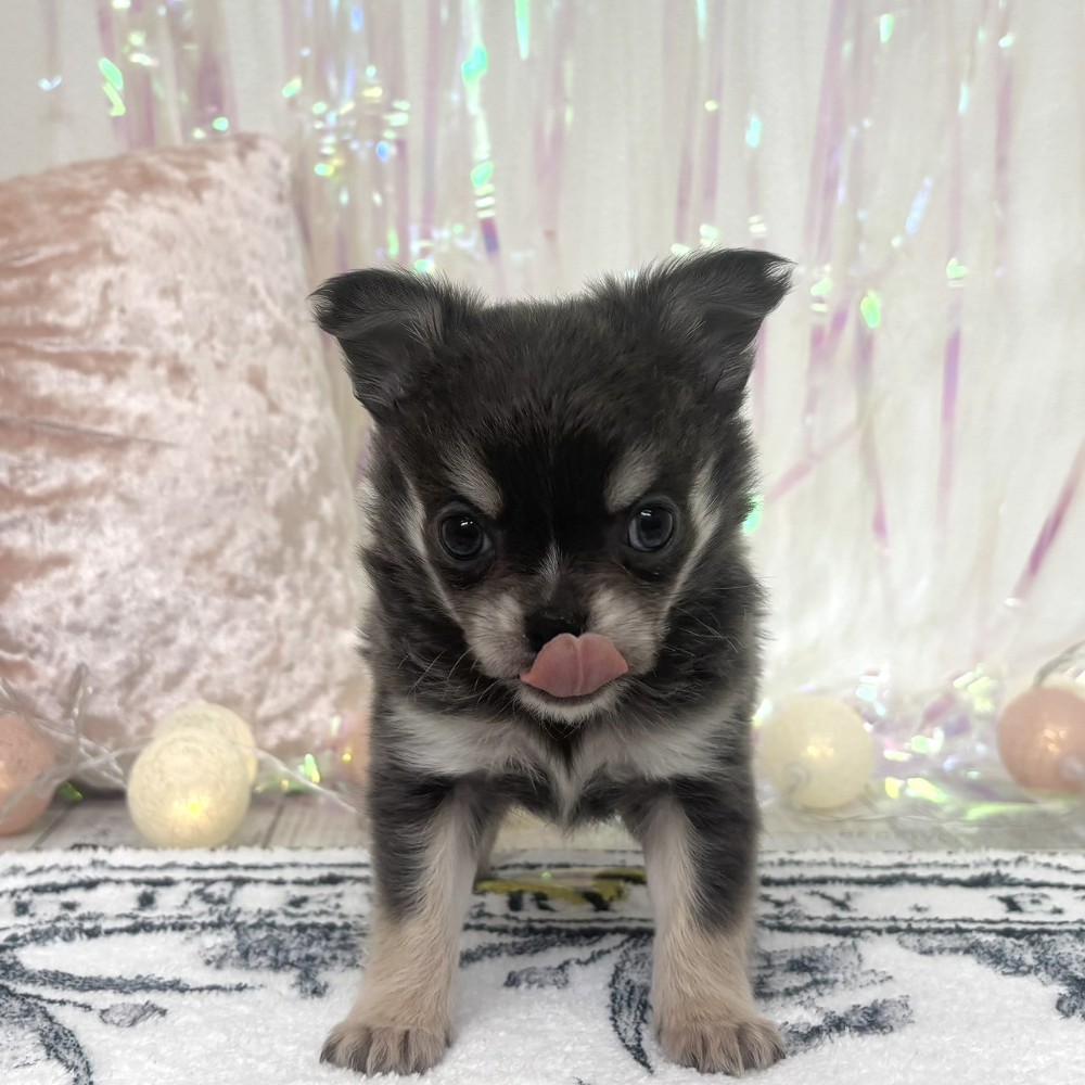 福岡県のチワワ(ロング) (犬の家＆猫の里シュロアモール筑紫野店/2025年12月23日生まれ/男の子/ブルータンホワイト)の子犬の2枚目の画像