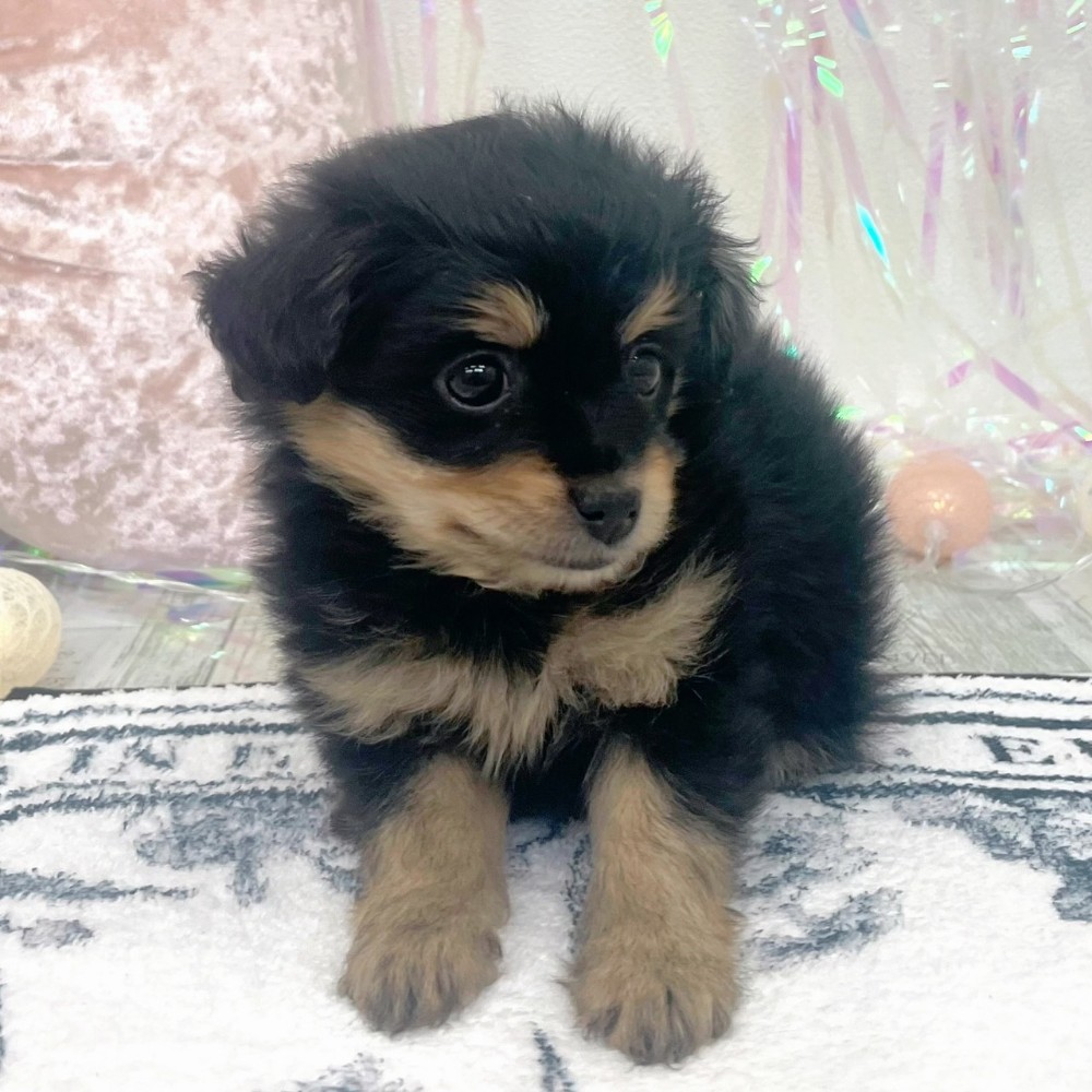 福岡県のポメプー(ポメラニアン×プードル) (犬の家＆猫の里シュロアモール筑紫野店/2025年12月23日生まれ/女の子/ブラックタン)の子犬の2枚目の画像