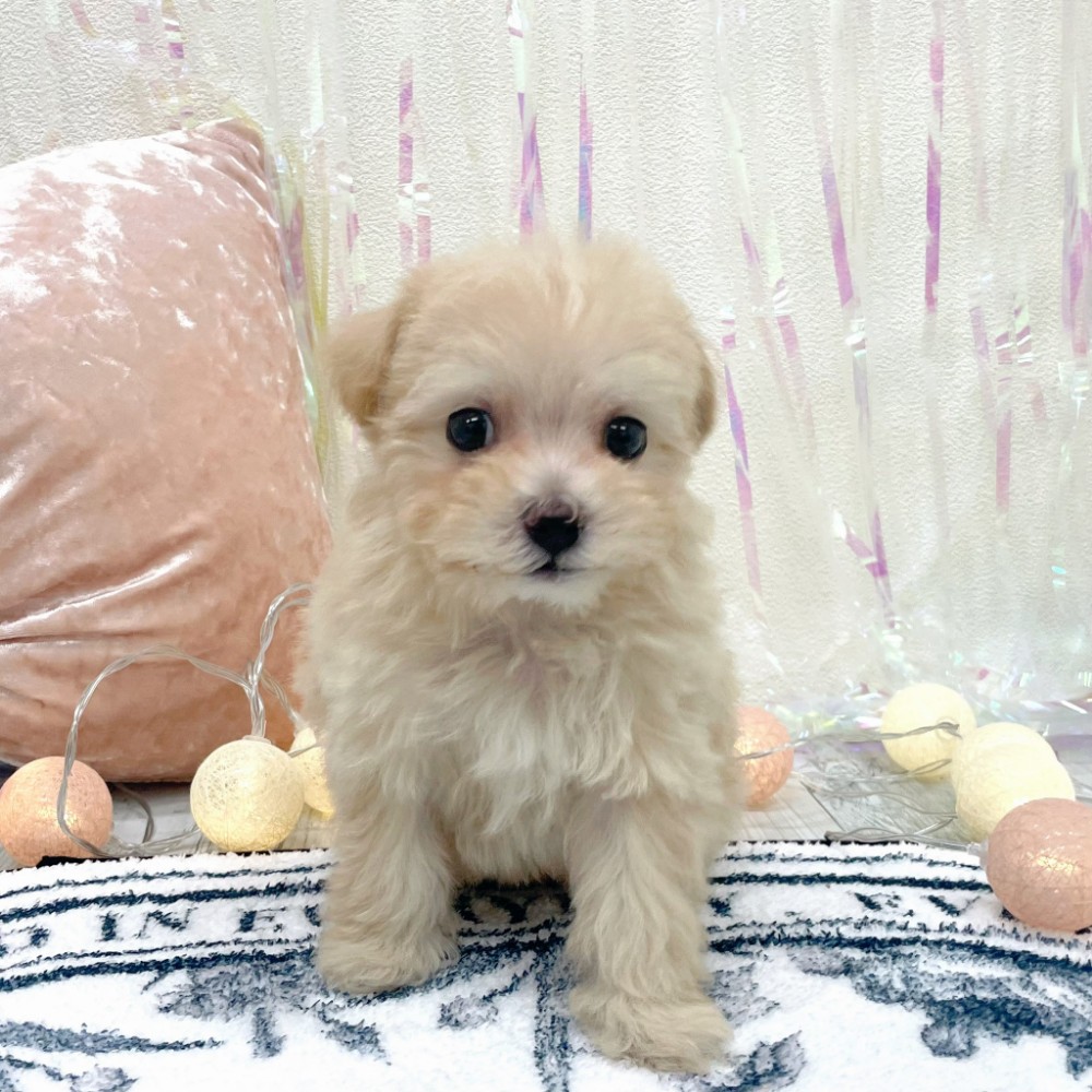 福岡県のマルプー(マルチーズ×プードル) (犬の家＆猫の里シュロアモール筑紫野店/2025年12月27日生まれ/女の子/クリーム)の子犬の1枚目の画像
