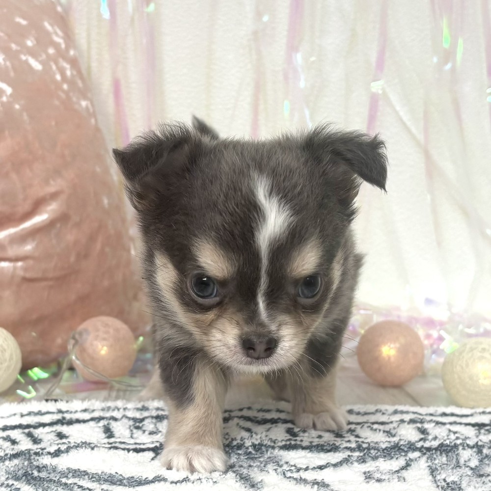 福岡県のチワワ(ロング) (犬の家＆猫の里シュロアモール筑紫野店/2026年1月5日生まれ/女の子/ブルータンホワイト)の子犬の2枚目の画像