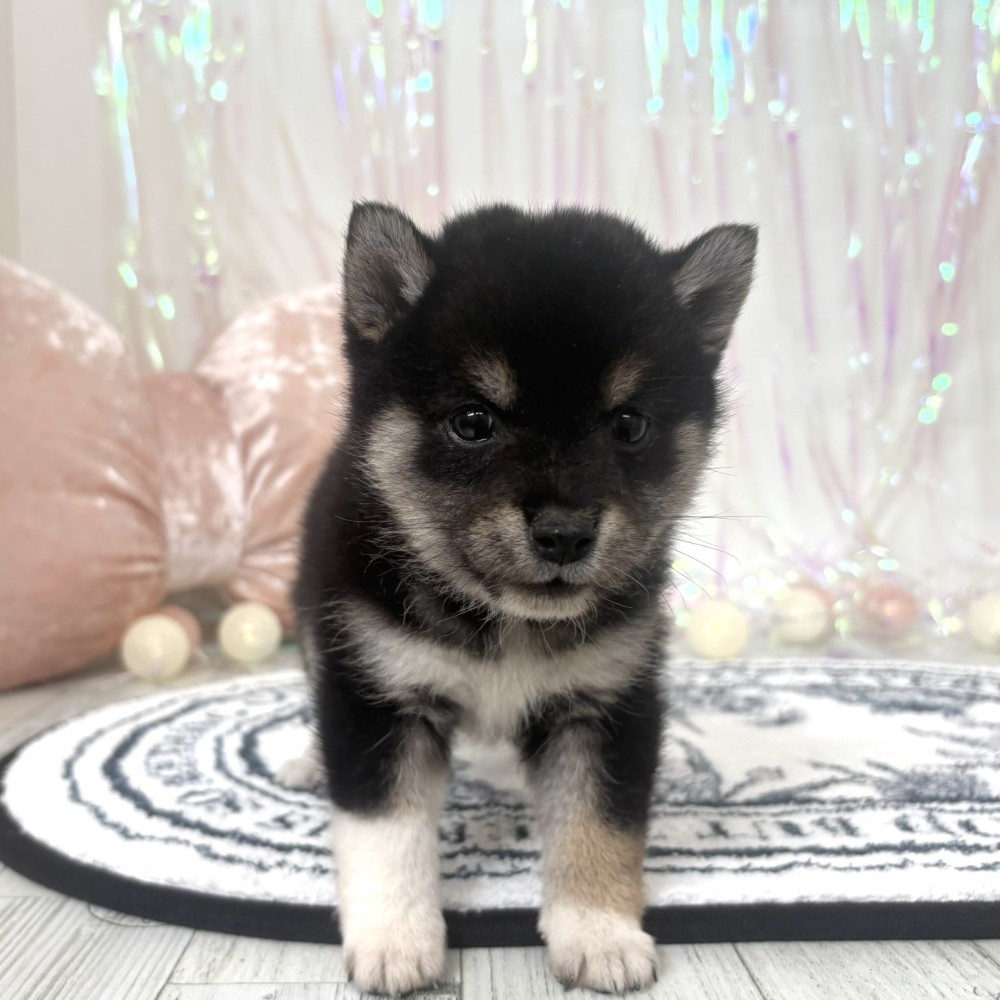 福岡県のポメ柴/豆ポメ/ポメ豆柴(ポメラニアン×柴犬) (犬の家＆猫の里シュロアモール筑紫野店/2025年12月31日生まれ/女の子/黒)の子犬の2枚目の画像