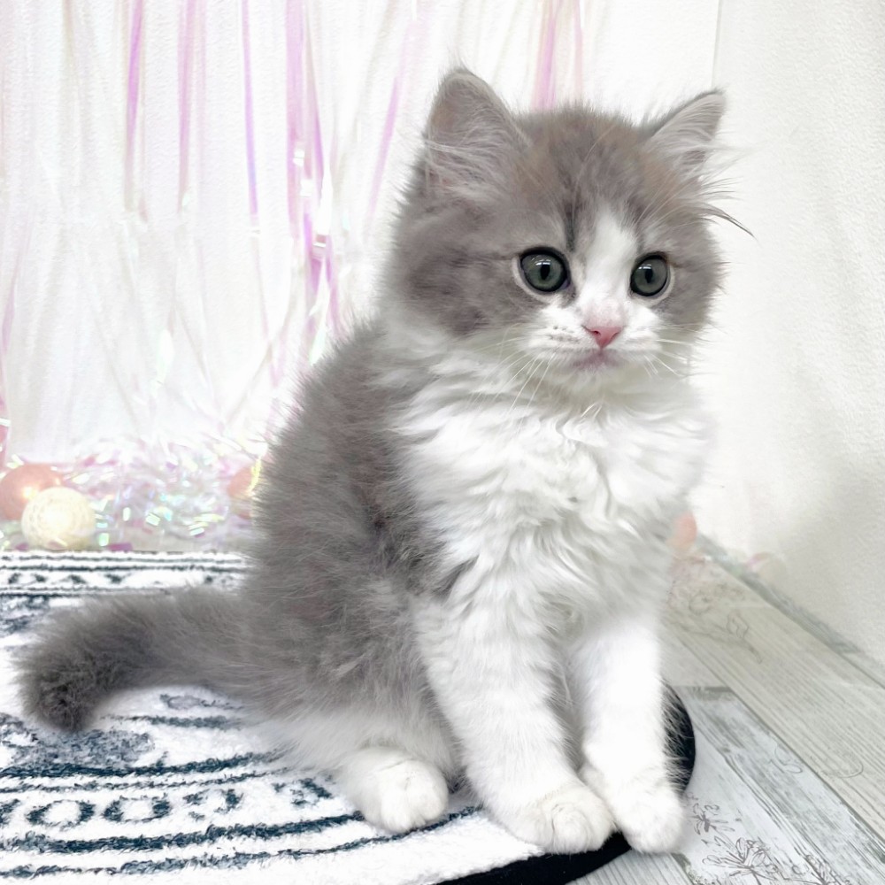 福岡県のスコティッシュストレート (犬の家＆猫の里シュロアモール筑紫野店/2026年1月3日生まれ/男の子/ブルータビーホワイト)の子猫の2枚目の画像