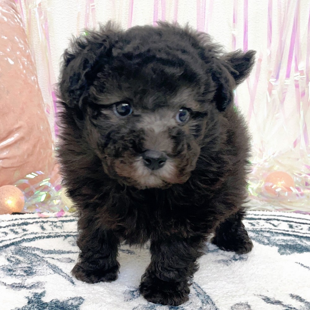 福岡県のトイプードル(トイ) (犬の家＆猫の里シュロアモール筑紫野店/2026年1月10日生まれ/男の子/グレー)の子犬の2枚目の画像