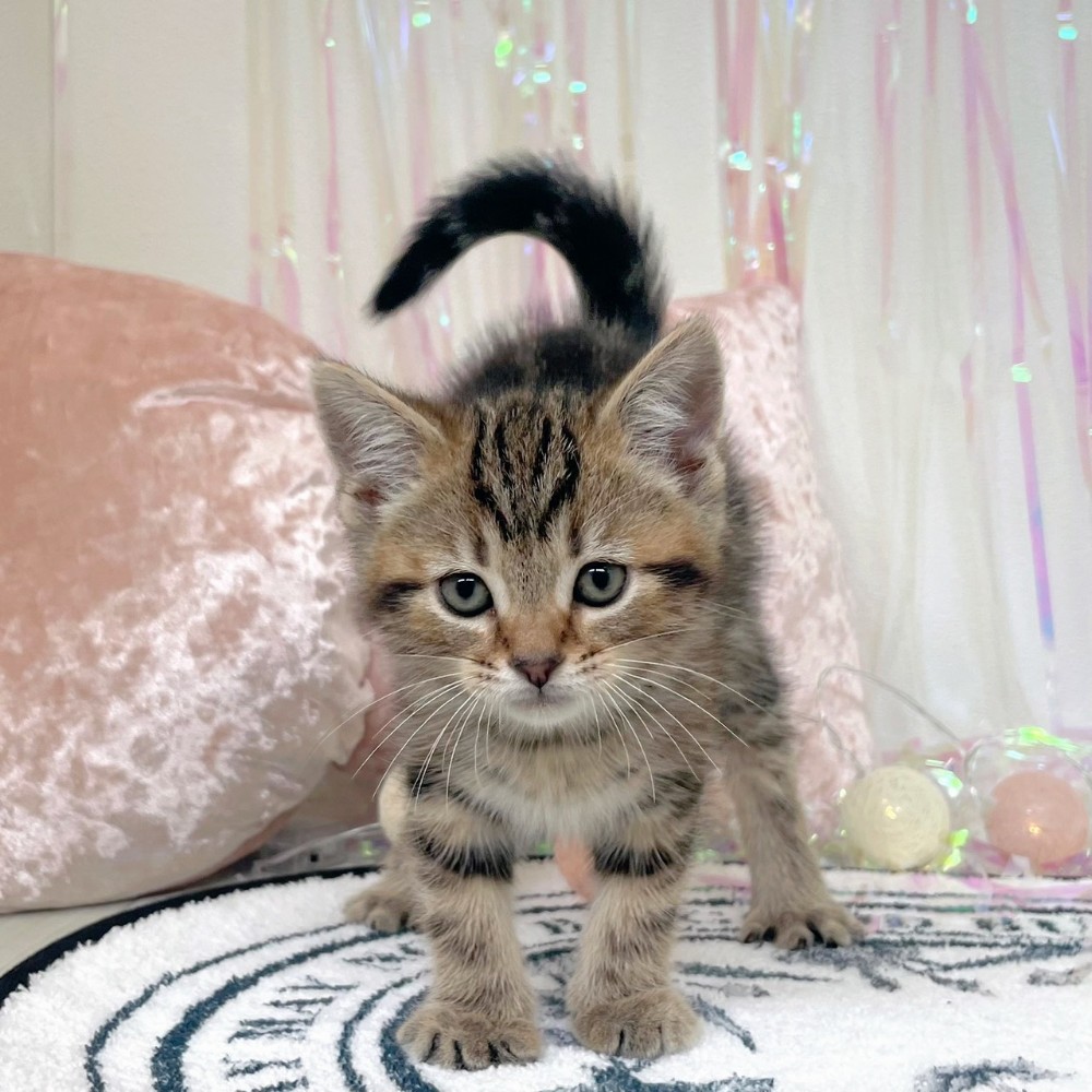 アメリカンショートヘア男の子の写真