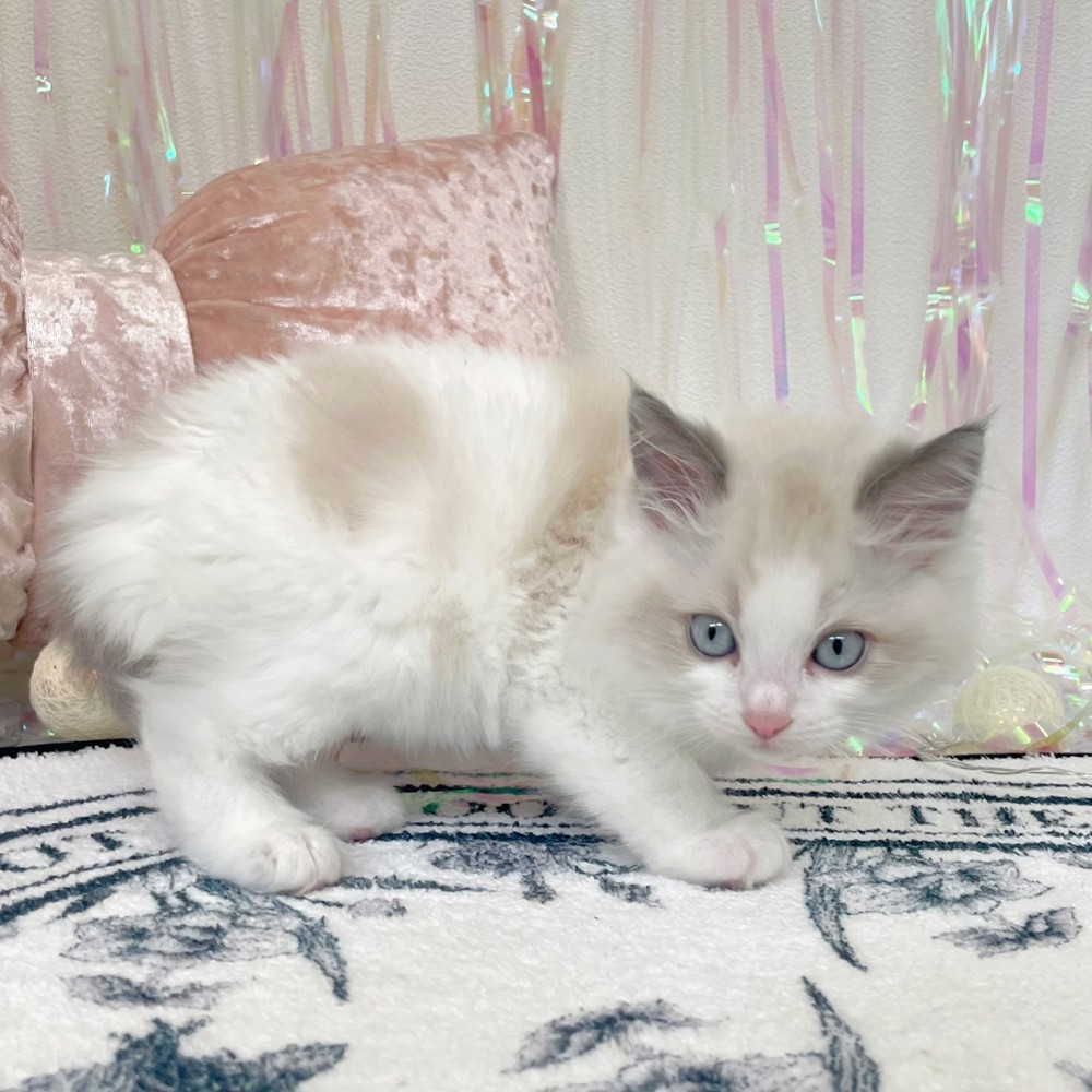 福岡県のラグドール (犬の家＆猫の里シュロアモール筑紫野店/2026年1月18日生まれ/男の子/ブルーポイントバイカラー)の子猫の2枚目の画像