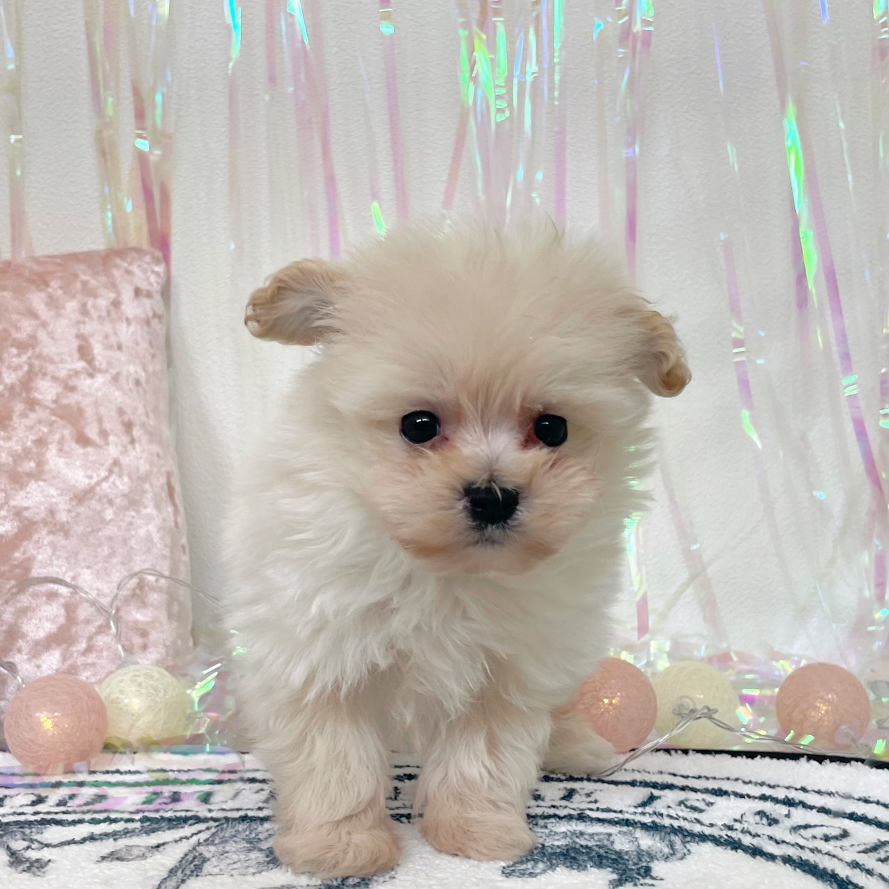 ハーフ犬男の子の写真