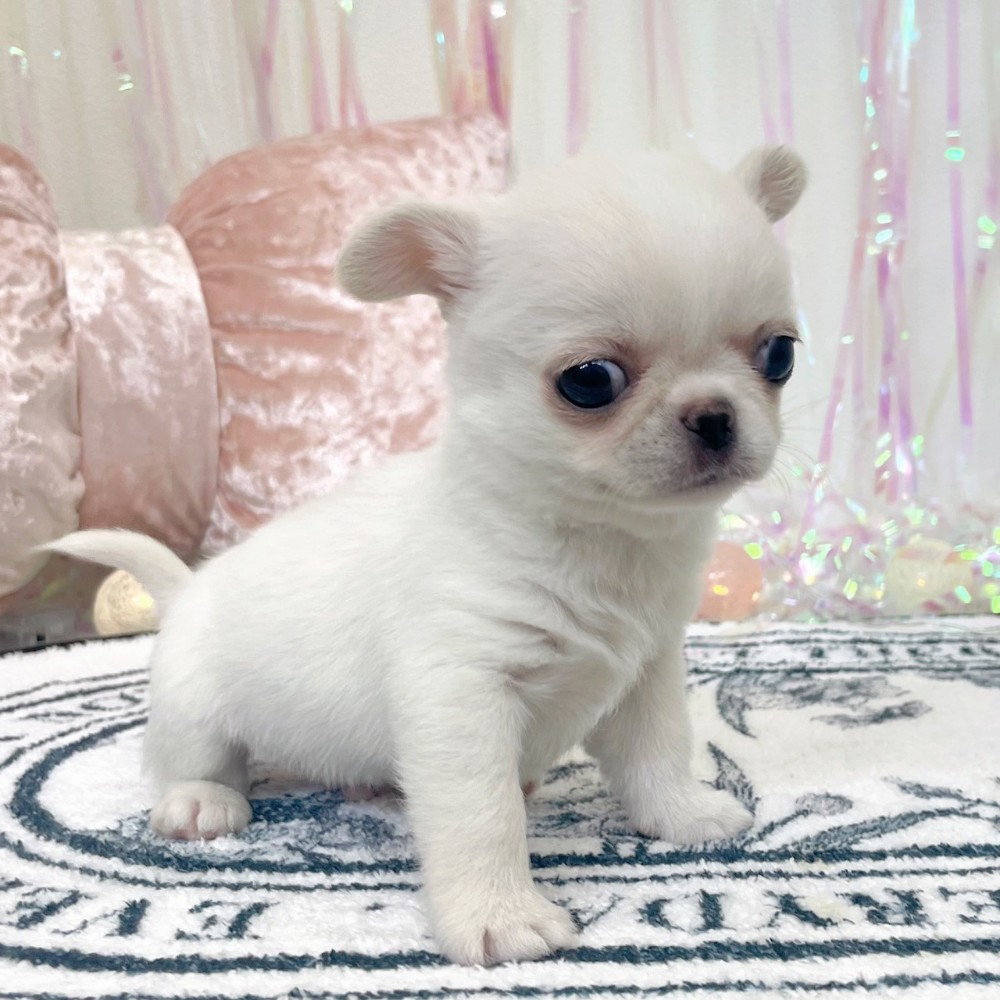 福岡県のチワペキ/ペキチー/ペキチワ(チワワ×ペキニーズ) (犬の家＆猫の里シュロアモール筑紫野店/2026年1月12日生まれ/男の子/ホワイト)の子犬の2枚目の画像