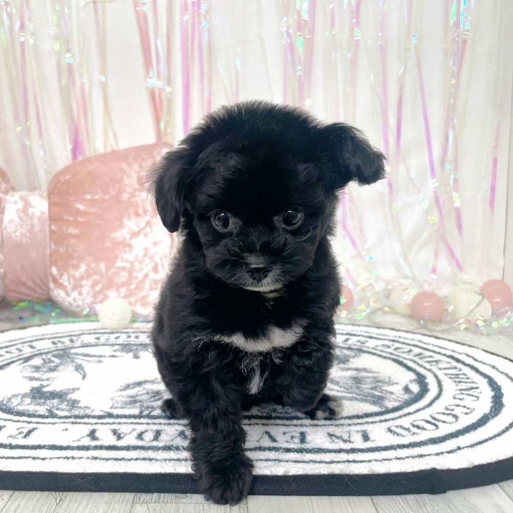 ハーフ犬女の子の写真