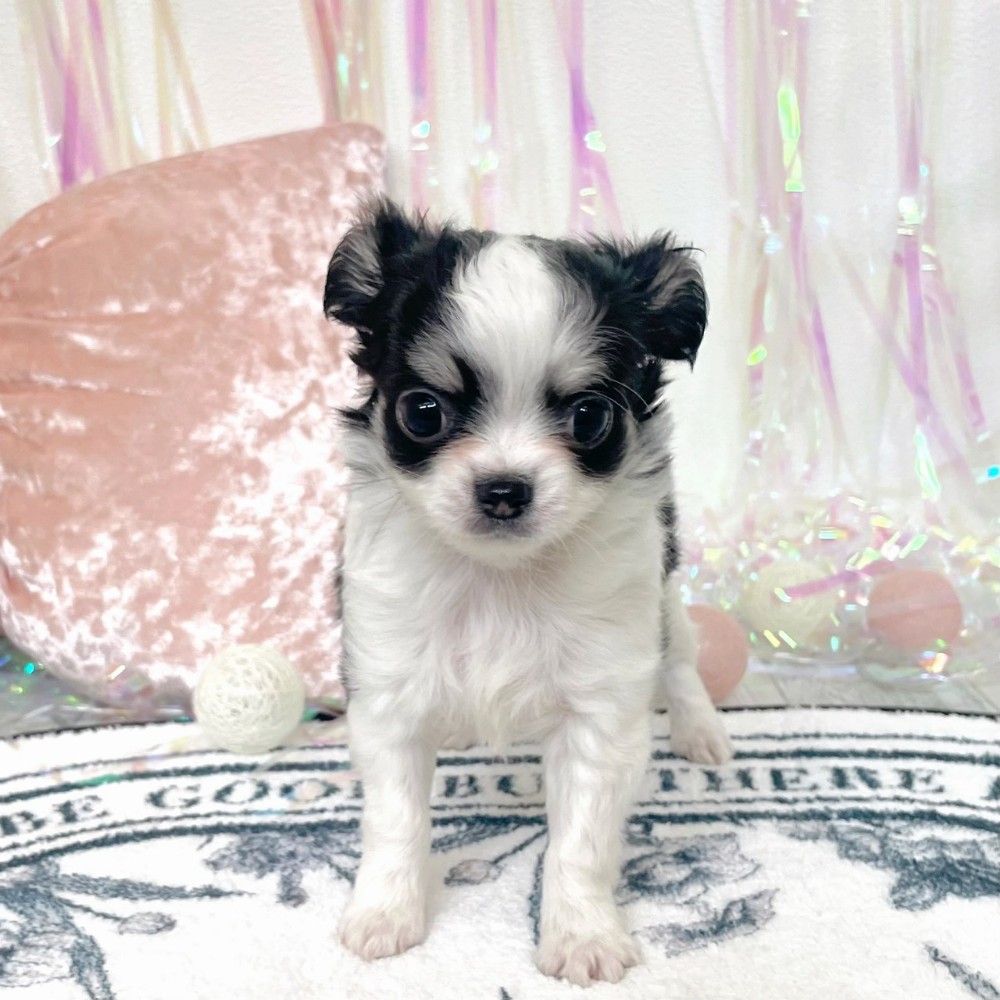 チワワ(ロング)男の子の写真