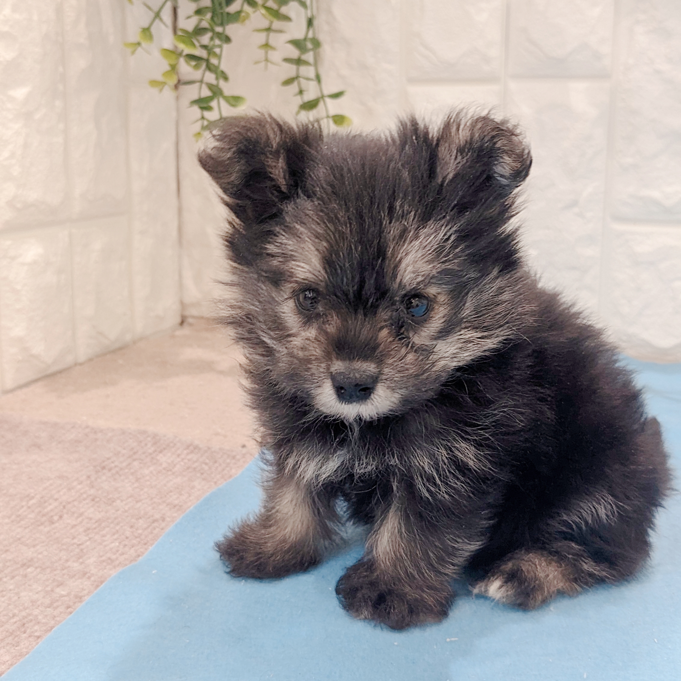 岡山県のポメキー(ポメラニアン×ヨークシャーテリア) (犬の家＆猫の里倉敷店/2026年5月9日生まれ/女の子/ブラックタン)の子犬の2枚目の画像