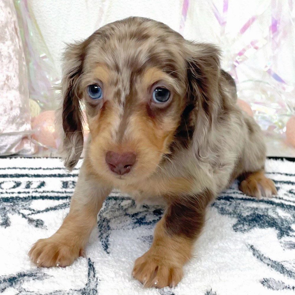 福岡県のミニチュアダックスフンド(ロング) (犬の家＆猫の里シュロアモール筑紫野店/2026年1月26日生まれ/女の子/チョコレートダップル)の子犬の2枚目の画像