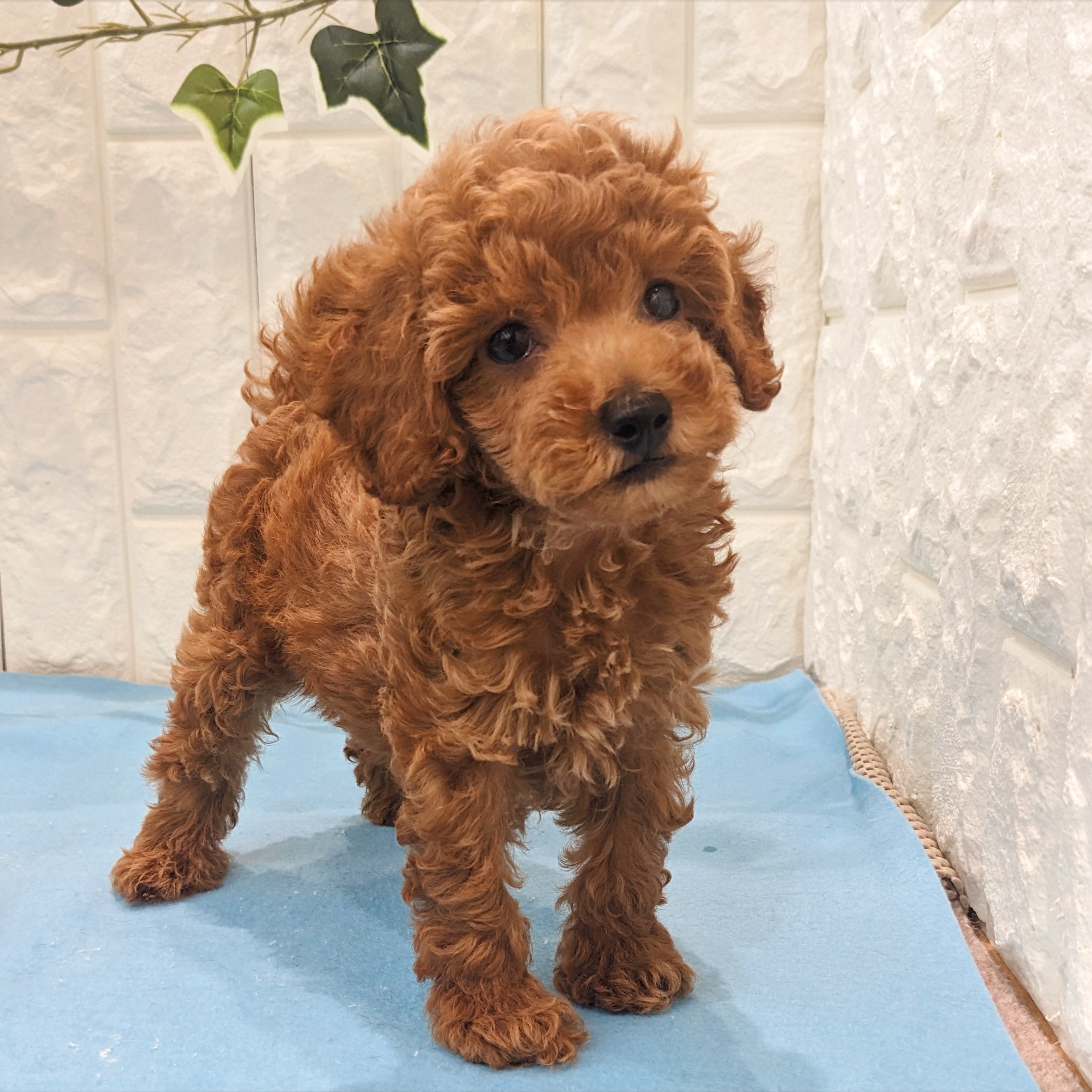 岡山県のトイプードル(トイ) (犬の家＆猫の里倉敷店/2026年5月10日生まれ/男の子/レッドフォーン)の子犬の1枚目の画像