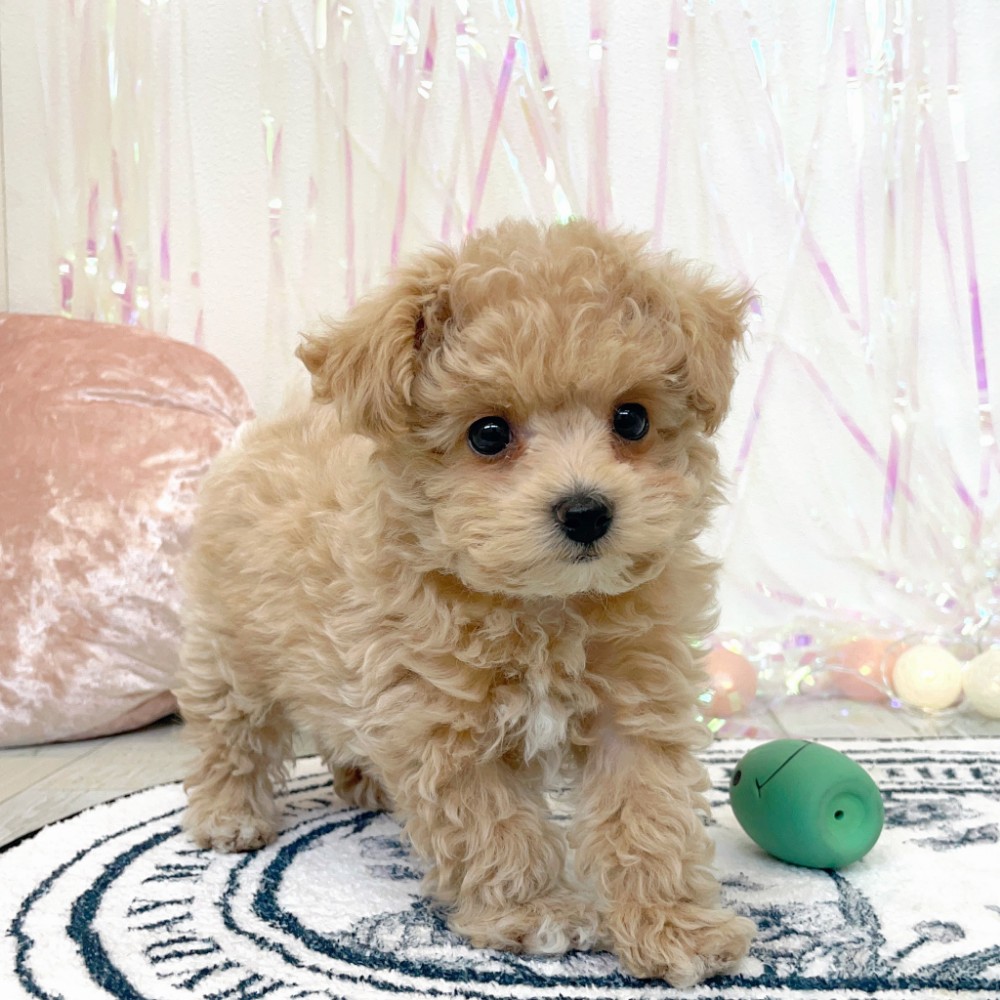 福岡県のマルプー(マルチーズ×プードル) (犬の家＆猫の里シュロアモール筑紫野店/2026年1月25日生まれ/男の子/クリーム)の子犬の1枚目の画像