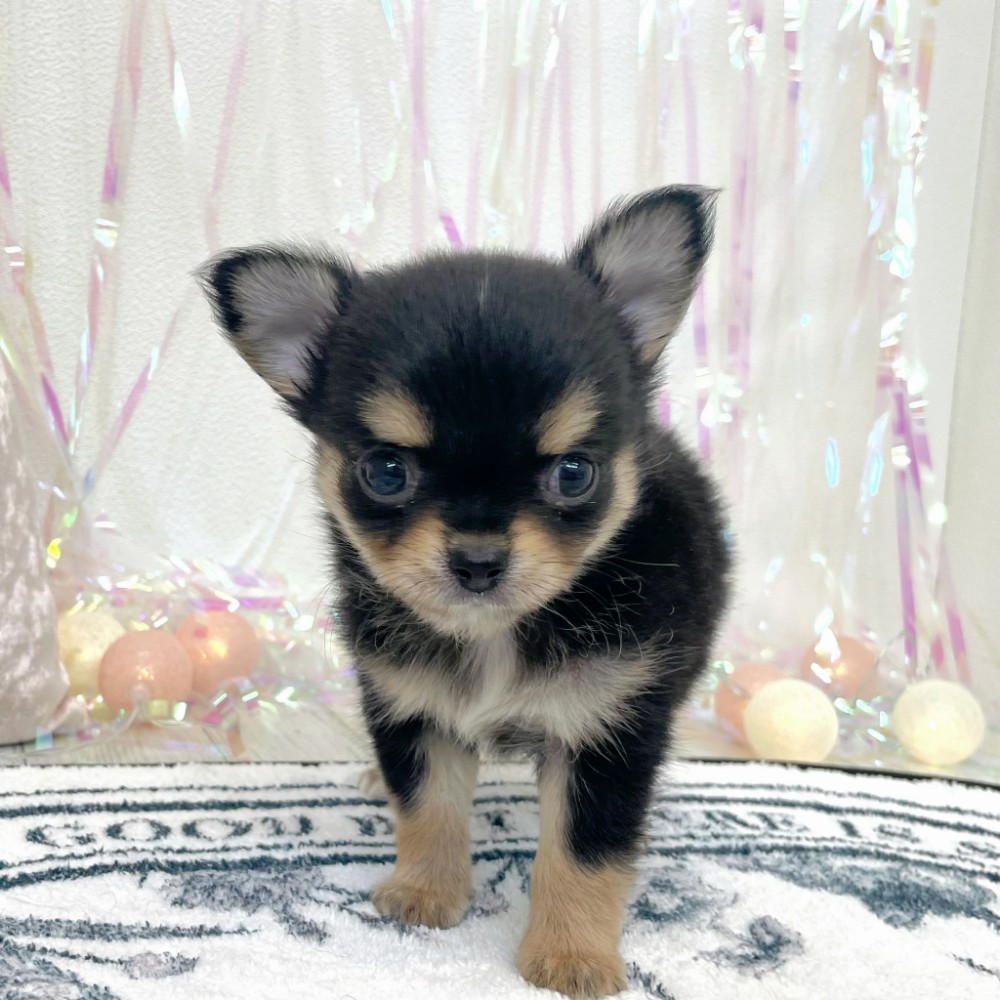 福岡県のチワワ(ロング) (犬の家＆猫の里シュロアモール筑紫野店/2026年1月27日生まれ/男の子/ブラックタン)の子犬の1枚目の画像