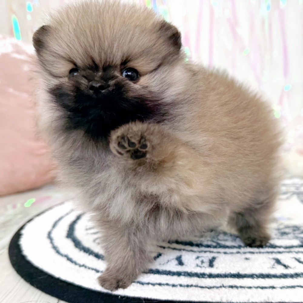 福岡県のポメラニアン (犬の家＆猫の里シュロアモール筑紫野店/2026年1月26日生まれ/女の子/オレンジセーブル)の子犬の2枚目の画像