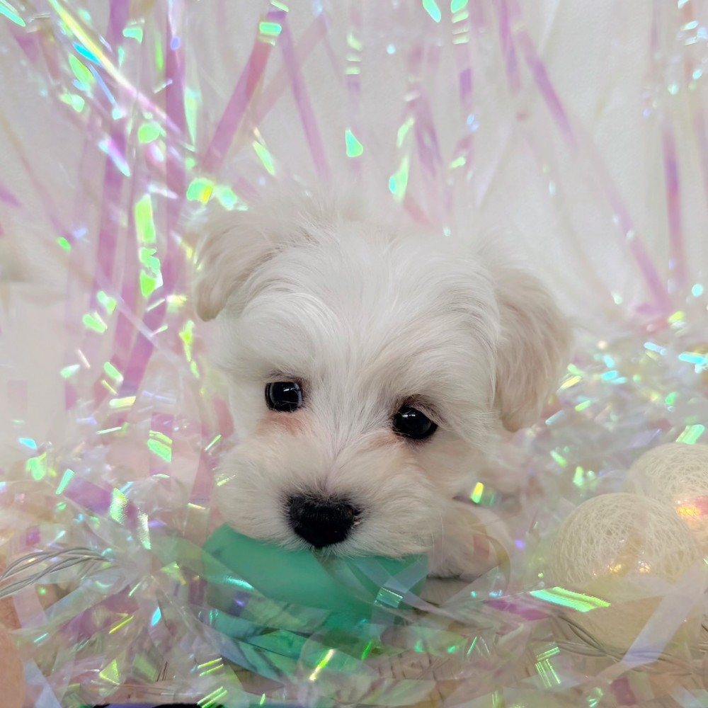 福岡県のハーフ犬・ミックス犬 (犬の家＆猫の里シュロアモール筑紫野店/2026年1月25日生まれ/女の子/ホワイト)の子犬の2枚目の画像