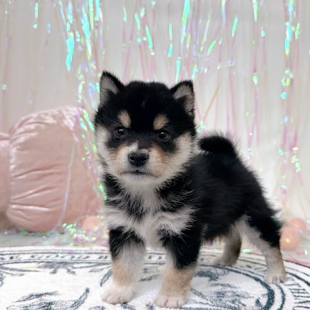 福岡県の豆柴 (犬の家＆猫の里シュロアモール筑紫野店/2026年1月20日生まれ/男の子/黒)の子犬の1枚目の画像