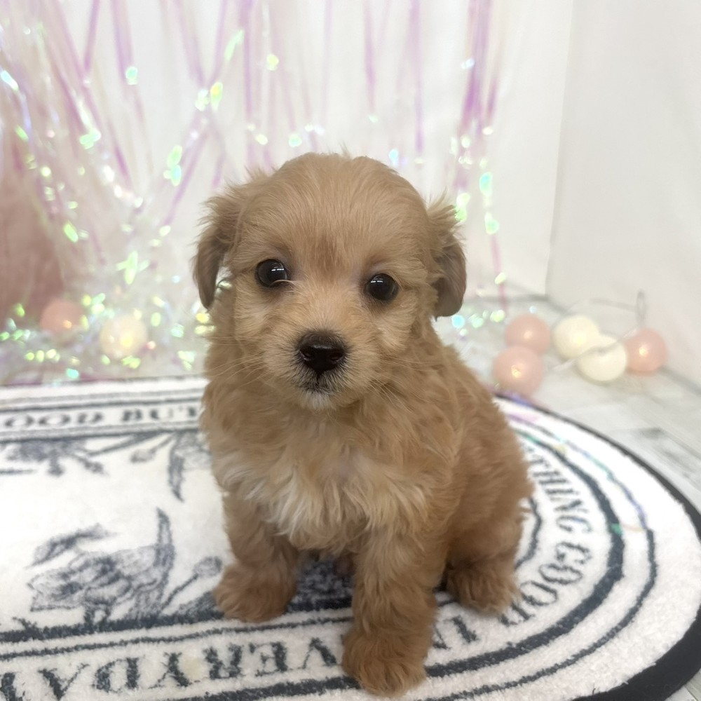 福岡県のチワプー/プーチー(チワワ×プードル) (犬の家＆猫の里シュロアモール筑紫野店/2026年1月26日生まれ/男の子/アプリコット)の子犬の2枚目の画像