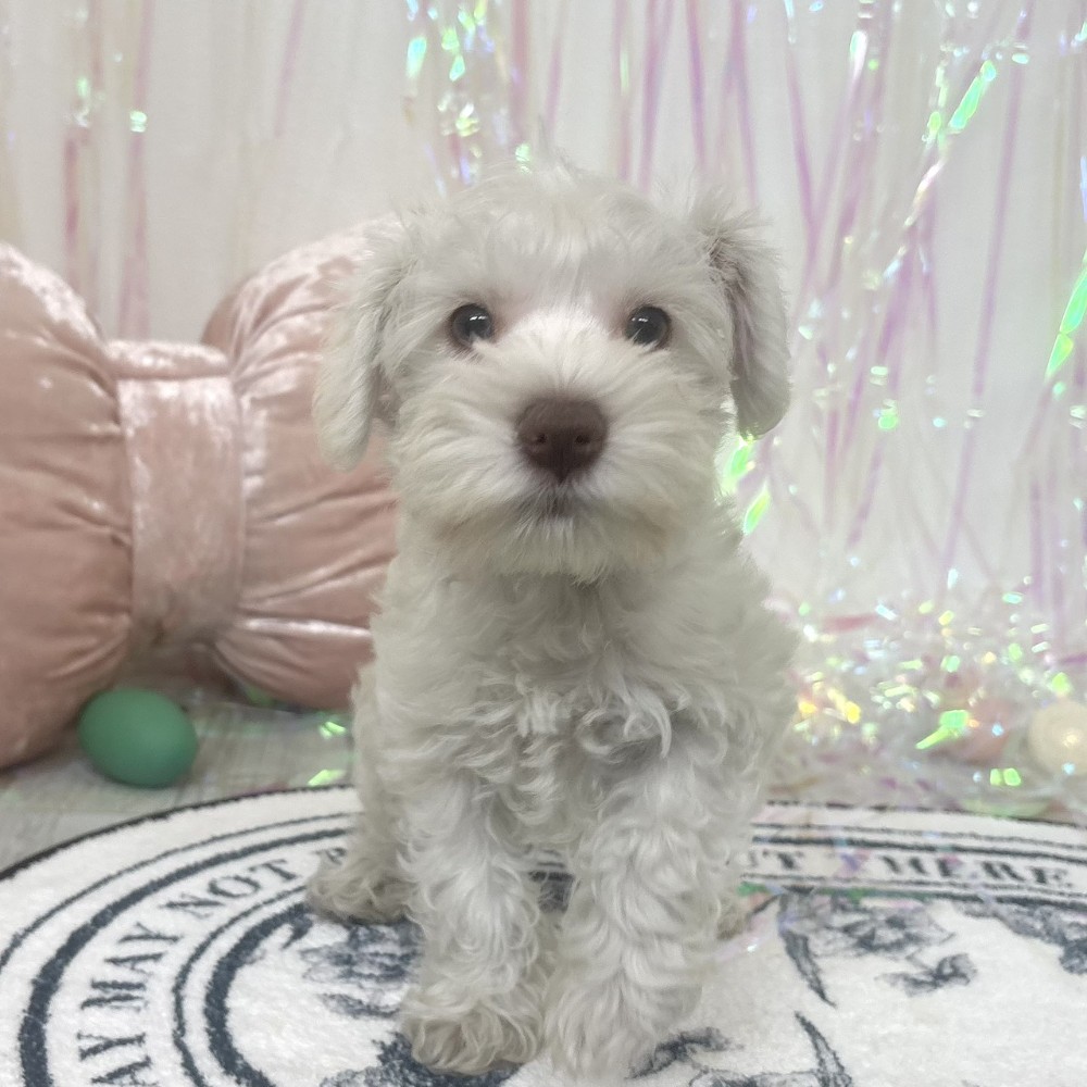 福岡県のミニチュアシュナウザー (犬の家＆猫の里シュロアモール筑紫野店/2026年1月24日生まれ/女の子/ホワイト)の子犬の1枚目の画像