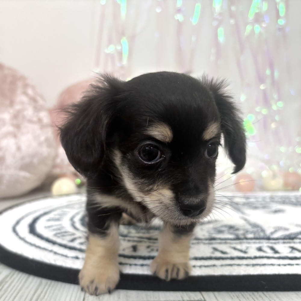 福岡県のチワックス(チワワ×ダックス) (犬の家＆猫の里シュロアモール筑紫野店/2026年2月2日生まれ/男の子/ブラックイエロー)の子犬の2枚目の画像