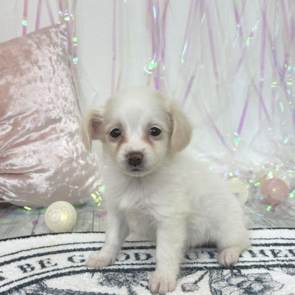 福岡県のポメックス(ポメラニアン×ダックス) (犬の家＆猫の里シュロアモール筑紫野店/2026年1月30日生まれ/女の子/クリームホワイト)の子犬の2枚目の画像