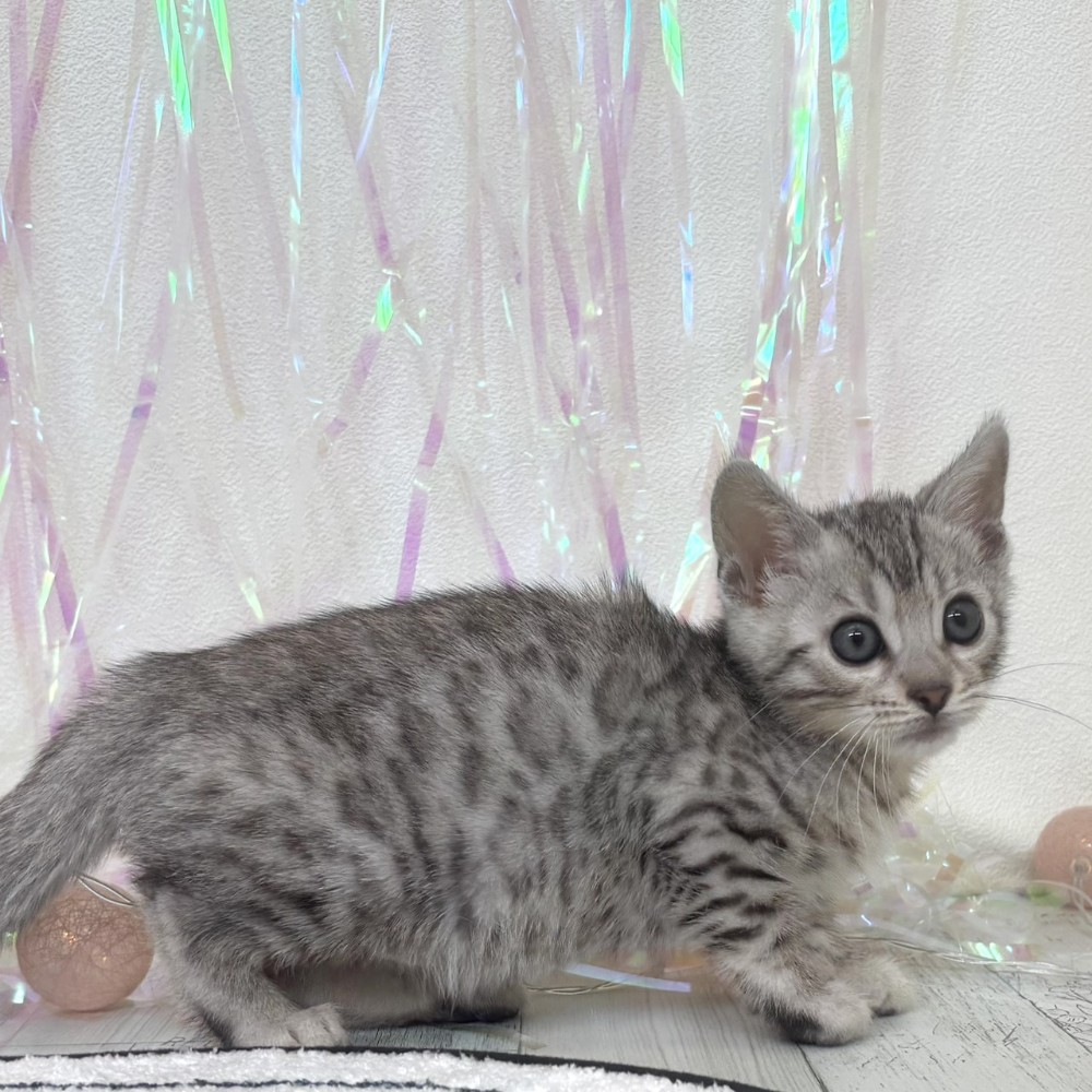 福岡県のベンガル (犬の家＆猫の里シュロアモール筑紫野店/2026年2月1日生まれ/男の子/ブラックシルバースポットタビー)の子猫の2枚目の画像