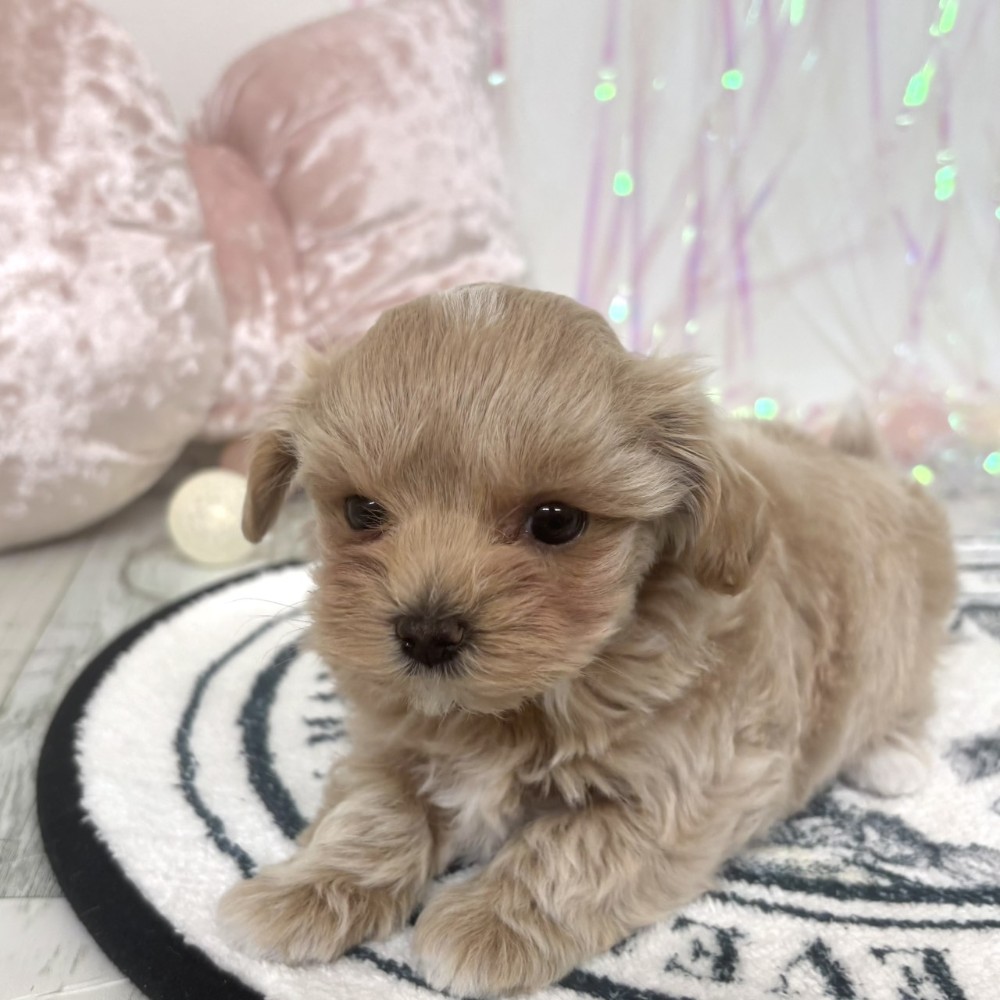 福岡県のマルプー(マルチーズ×プードル) (犬の家＆猫の里シュロアモール筑紫野店/2026年2月2日生まれ/女の子/クリームホワイト)の子犬の2枚目の画像