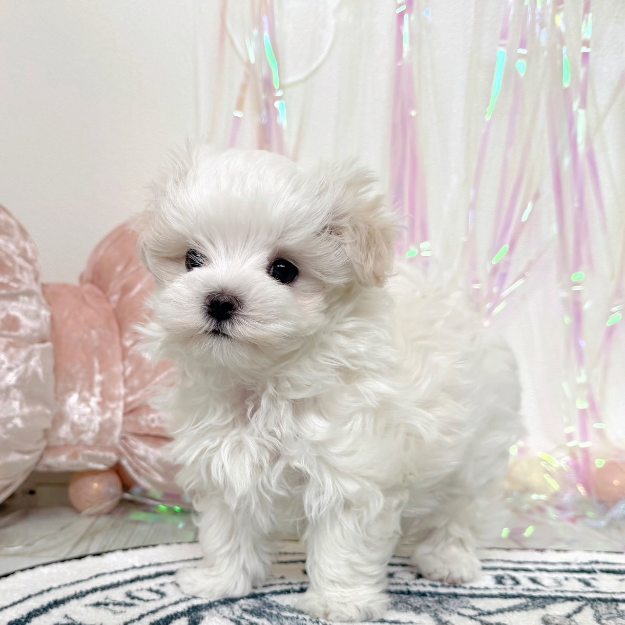 福岡県のマルチーズ (犬の家＆猫の里シュロアモール筑紫野店/2026年1月31日生まれ/男の子/ホワイト)の子犬の1枚目の画像