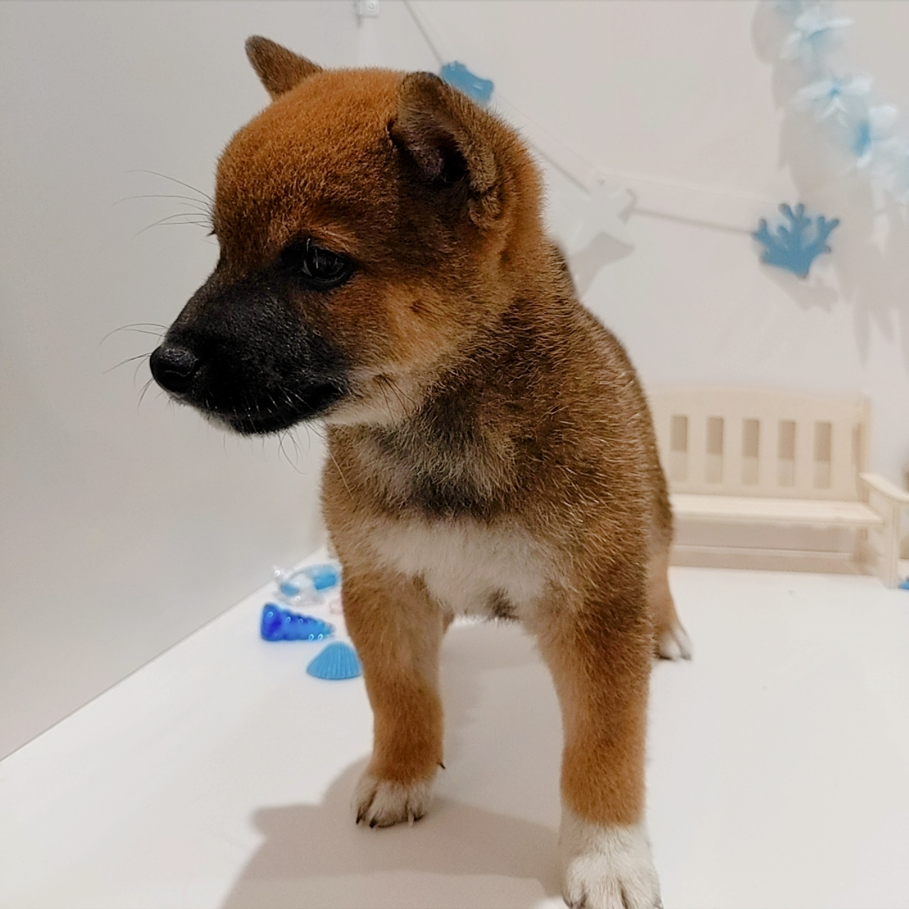 岡山県の豆柴 (犬の家＆猫の里天満屋ハピーズ西大寺モール店/2026年6月5日生まれ/男の子/赤)の子犬の2枚目の画像