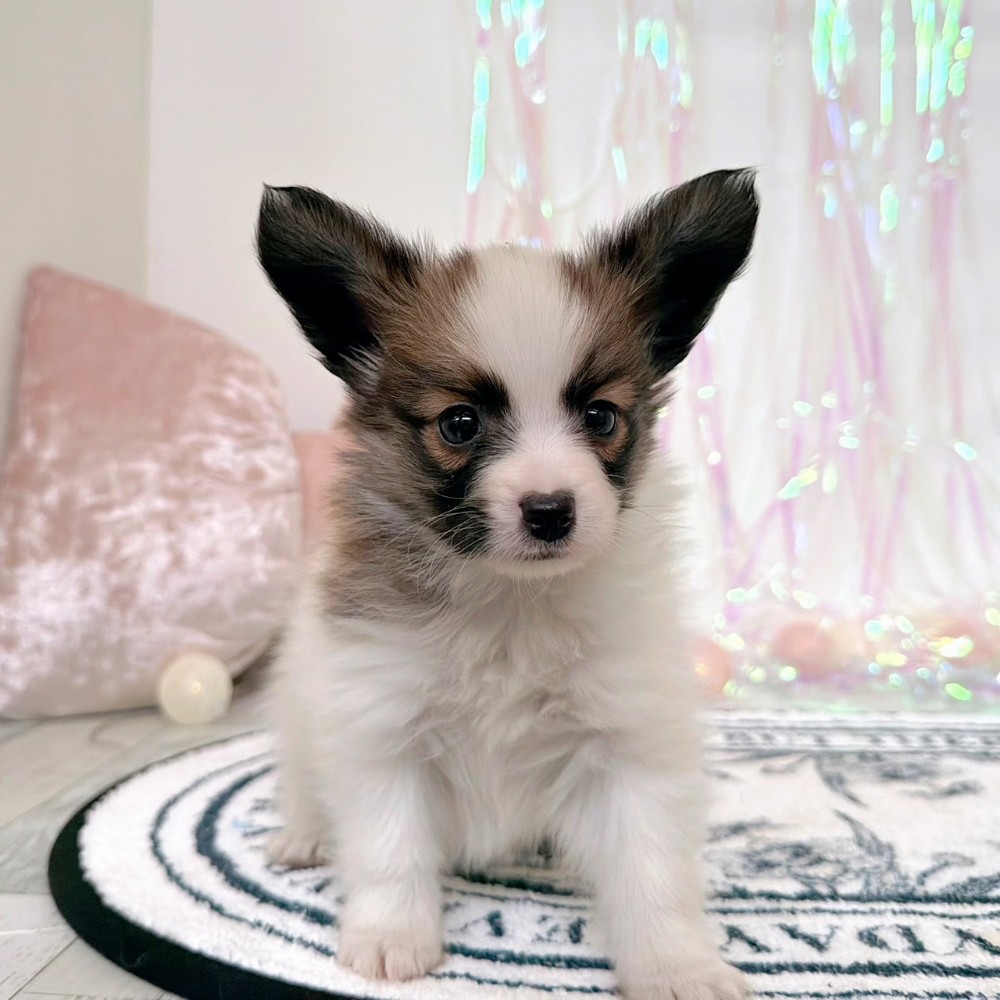 福岡県のパピヨン (犬の家＆猫の里シュロアモール筑紫野店/2026年2月3日生まれ/男の子/ホワイトブラウン)の子犬の1枚目の画像