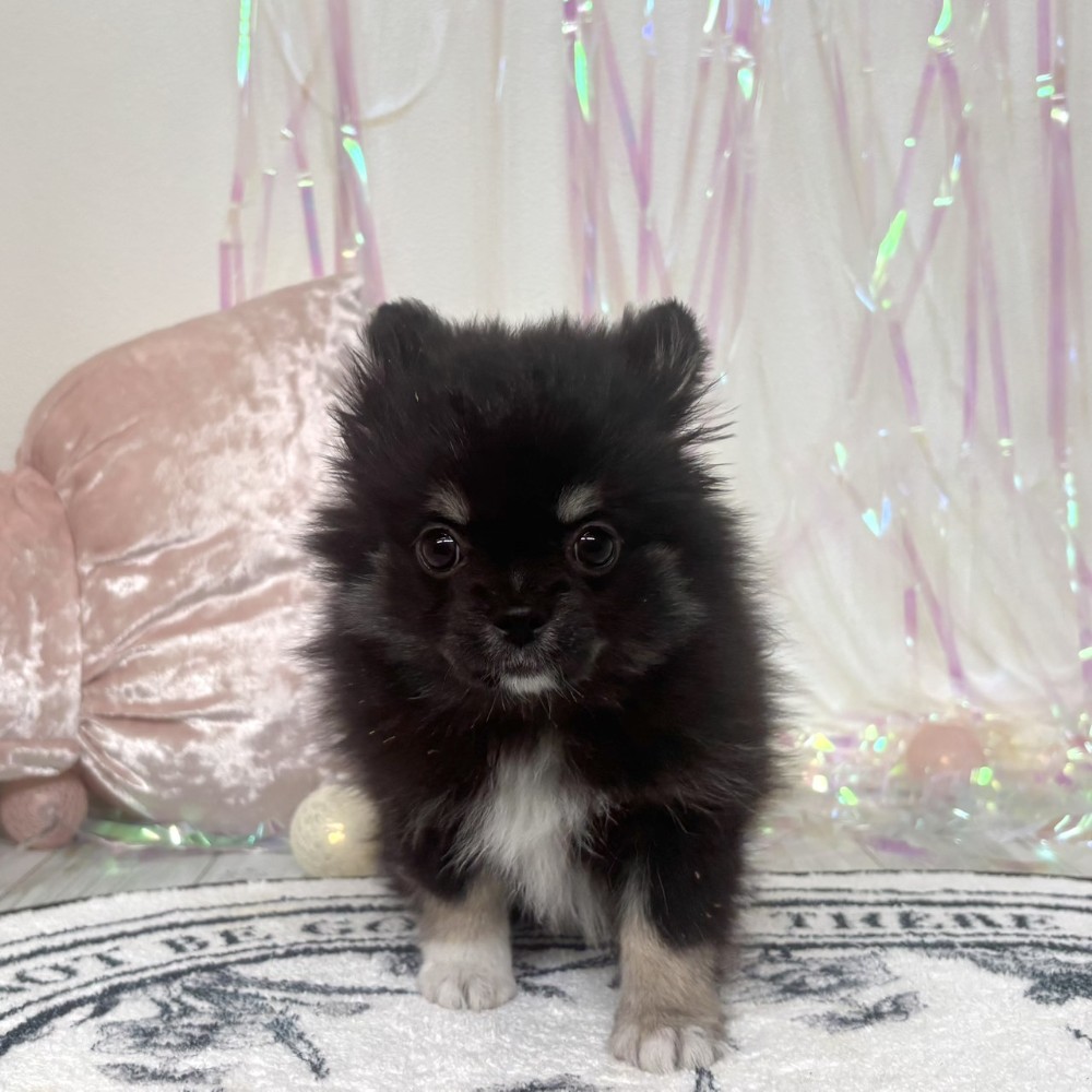 福岡県のポメチワ/チワポメ/ポメチー(ポメラニアン×チワワ) (犬の家＆猫の里シュロアモール筑紫野店/2026年1月26日生まれ/女の子/ブラッククリーム)の子犬の2枚目の画像
